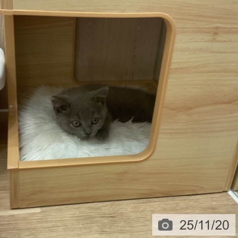 ブリティッシュショートヘアの写真