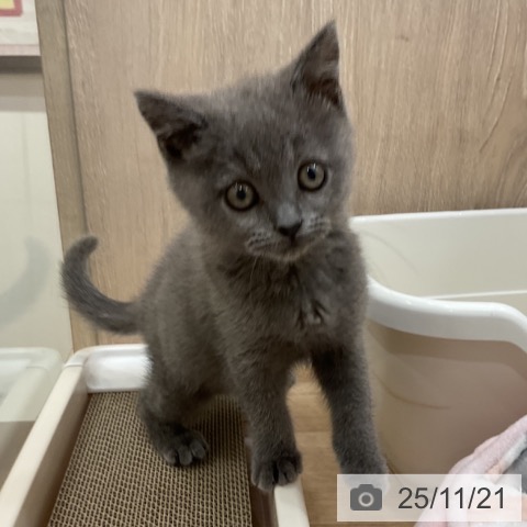 ブリティッシュショートヘアの写真