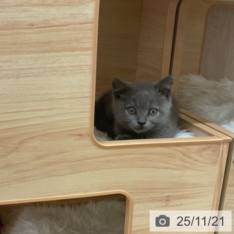 ブリティッシュショートヘアの写真