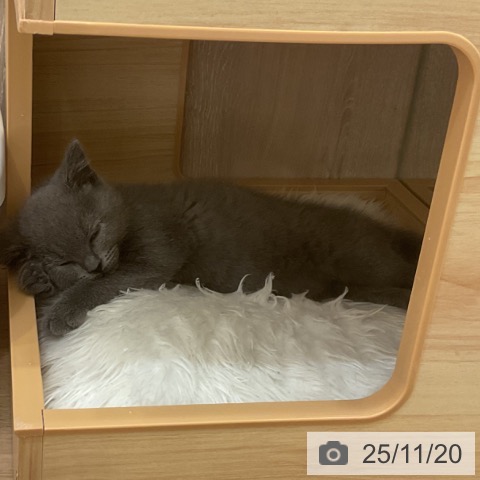 ブリティッシュショートヘアの写真