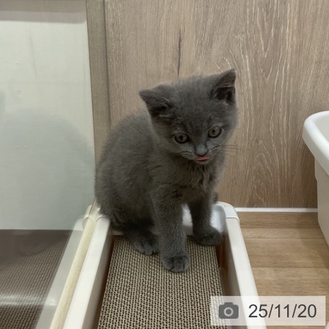 ブリティッシュショートヘアの写真