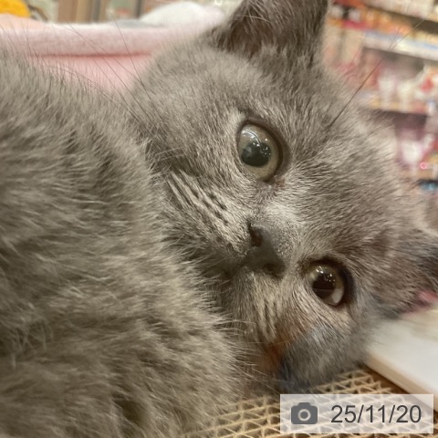 ブリティッシュショートヘアの写真