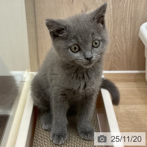 ブリティッシュショートヘアの写真