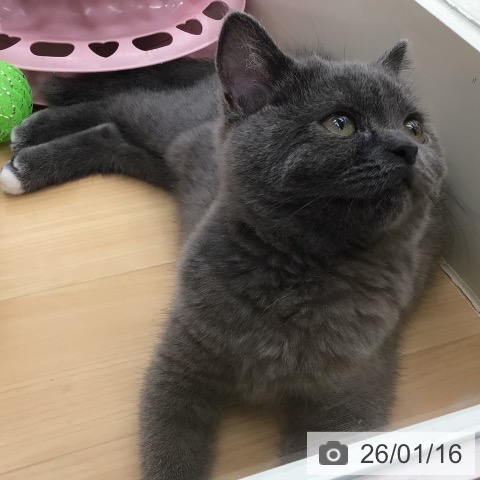 青森県のブリティッシュショートヘアー (ペットプラス 青森浜田店/2025年9月18日生まれ/女の子/ブルー)の子猫の4枚目の画像