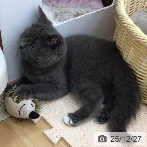 青森県のブリティッシュショートヘアー (ペットプラス 青森浜田店/2025年9月18日生まれ/女の子/ブルー)の子猫の4枚目の画像