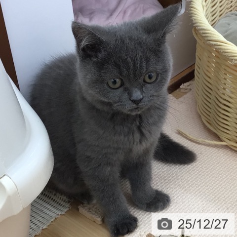 青森県のブリティッシュショートヘアー (ペットプラス 青森浜田店/2025年9月18日生まれ/女の子/ブルー)の子猫の3枚目の画像
