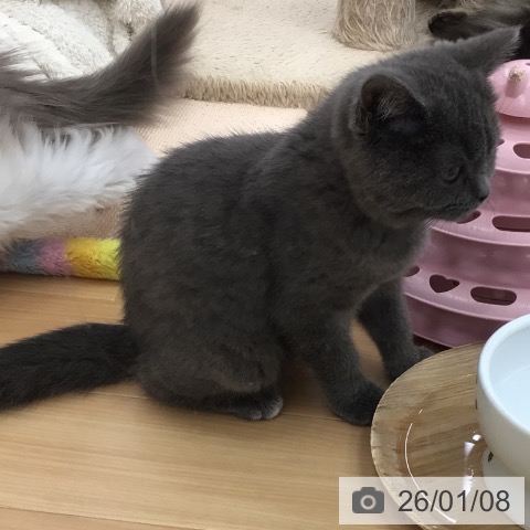 青森県のブリティッシュショートヘアー (ペットプラス 青森浜田店/2025年9月18日生まれ/女の子/ブルー)の子猫の3枚目の画像