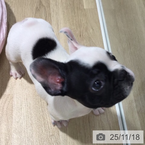 フレンチ・ブルドッグの写真