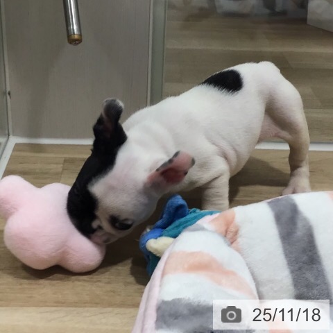 フレンチ・ブルドッグの写真