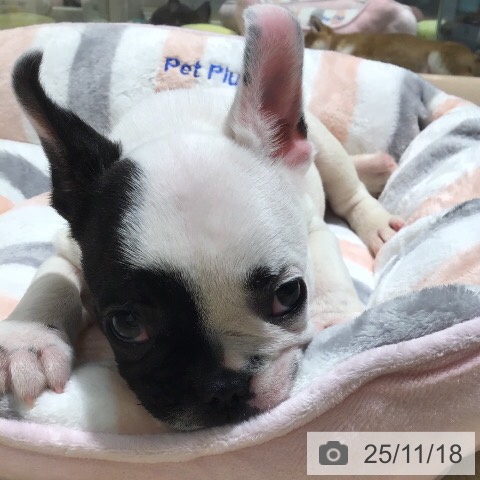 フレンチ・ブルドッグの写真