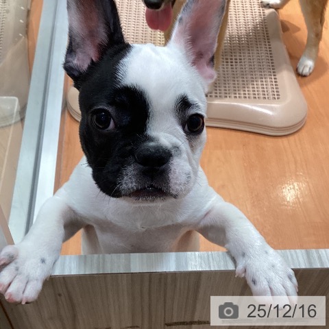 千葉県のフレンチブルドッグ (ペットプラス 柏店/2025年9月18日生まれ/男の子/パイド)の子犬の4枚目の画像