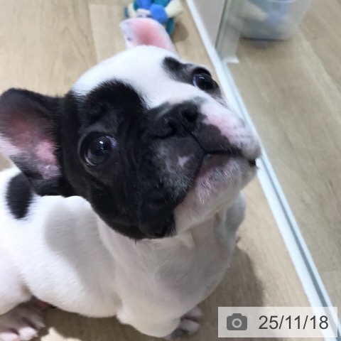 千葉県のフレンチブルドッグ (ペットプラス 柏店/2025年9月18日生まれ/男の子/パイド)の子犬の3枚目の画像