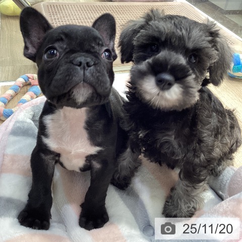 フレンチ・ブルドッグの写真