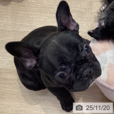 フレンチ・ブルドッグの写真