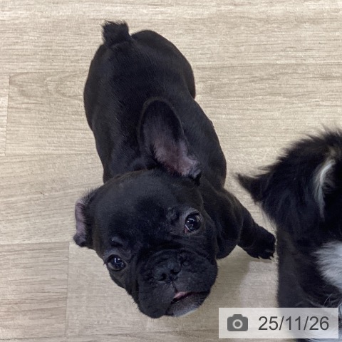 フレンチ・ブルドッグの写真