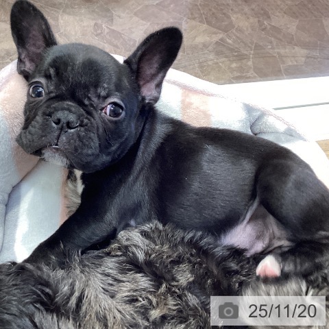 フレンチ・ブルドッグの写真