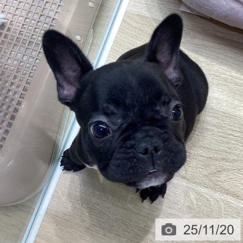 フレンチ・ブルドッグの写真