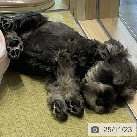 ミニチュア・シュナウザーの写真