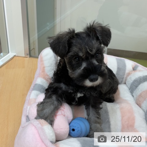 ミニチュア・シュナウザーの写真