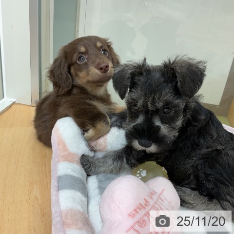 ミニチュア・シュナウザーの写真