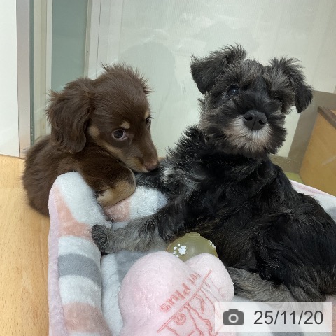 ミニチュア・シュナウザーの写真