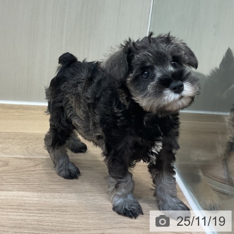 ミニチュア・シュナウザーの写真