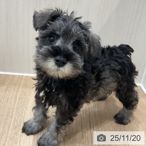 ミニチュア・シュナウザーの写真