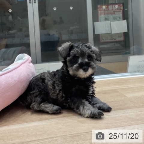 ミニチュア・シュナウザーの写真