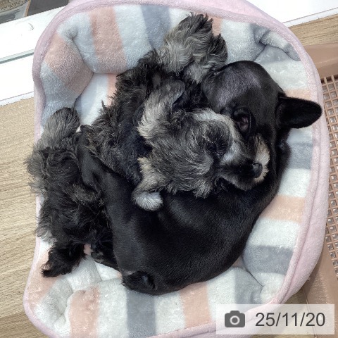 ミニチュア・シュナウザーの写真