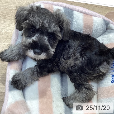 ミニチュア・シュナウザーの写真