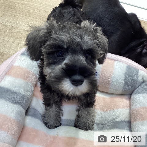 ミニチュア・シュナウザーの写真