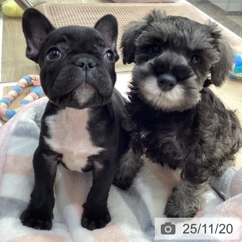 ミニチュア・シュナウザーの写真