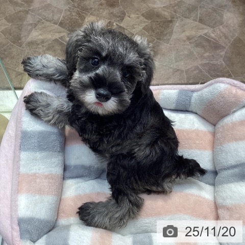 ミニチュア・シュナウザーの写真