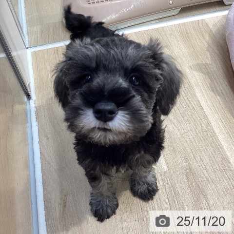 ミニチュア・シュナウザーの写真