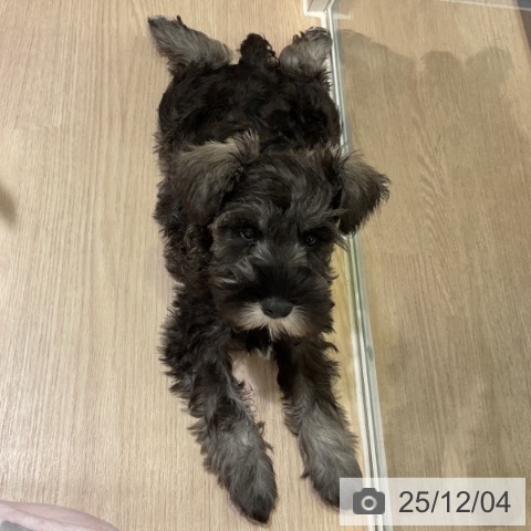 神奈川県のミニチュアシュナウザー (ペットプラス 新百合丘店/2025年9月18日生まれ/女の子/ソルトペッパー)の子犬の4枚目の画像