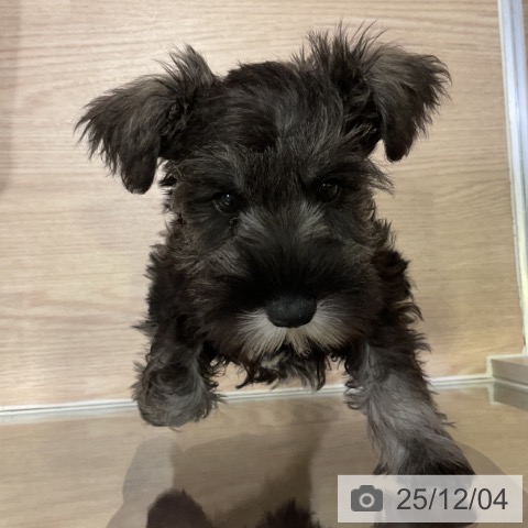 神奈川県のミニチュアシュナウザー (ペットプラス 新百合丘店/2025年9月18日生まれ/女の子/ソルトペッパー)の子犬の3枚目の画像