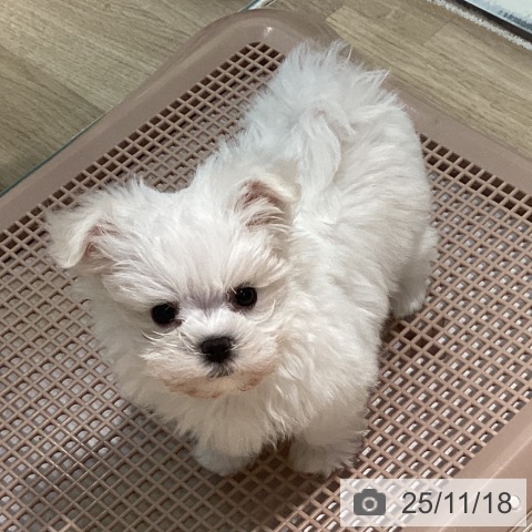 マルチーズの写真