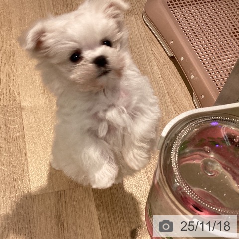 東京都のマルチーズ (ペットプラス 東久留米店/2025年9月18日生まれ/男の子/ホワイト)の子犬の4枚目の画像