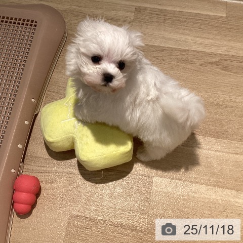 マルチーズの写真