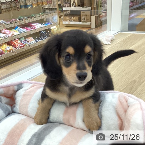 ミニチュア・ダックスフンドの写真