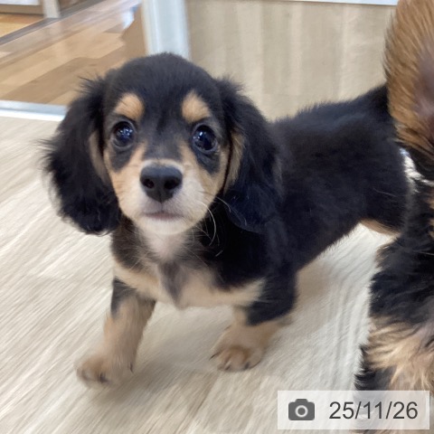 ミニチュア・ダックスフンドの写真