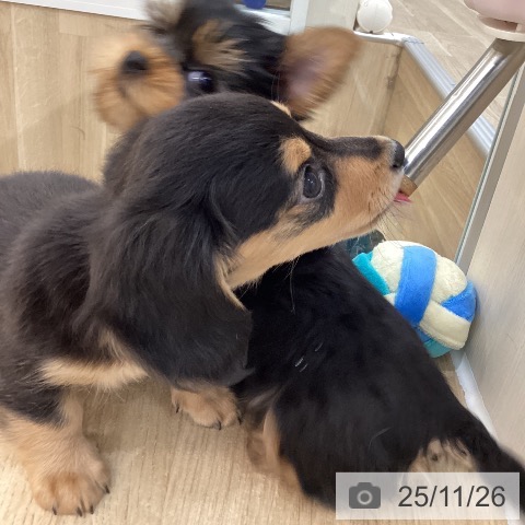 ミニチュア・ダックスフンドの写真