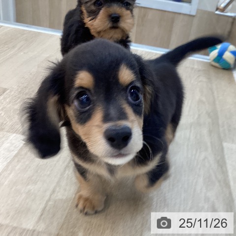 ミニチュア・ダックスフンドの写真