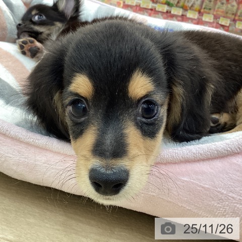 ミニチュア・ダックスフンドの写真