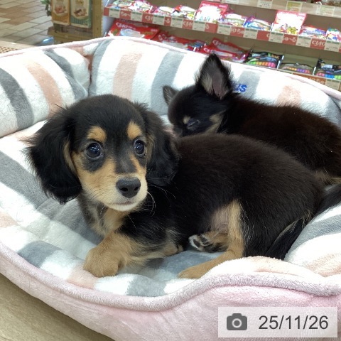 ミニチュア・ダックスフンドの写真