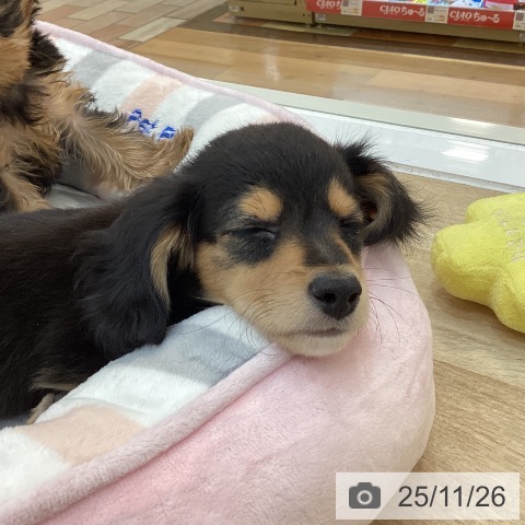 ミニチュア・ダックスフンドの写真