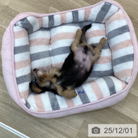 群馬県のミニチュアダックスフンド(ロング) (ペットプラス 前橋店/2025年9月10日生まれ/男の子/ブラックタン)の子犬の3枚目の画像