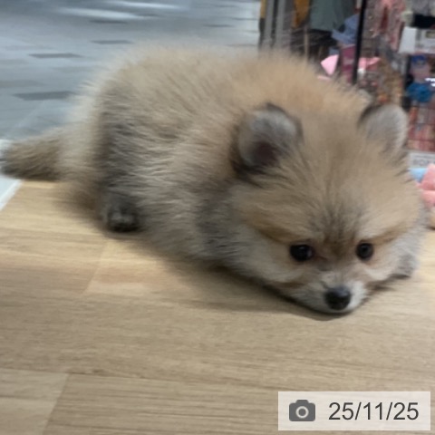 ポメラニアンの写真