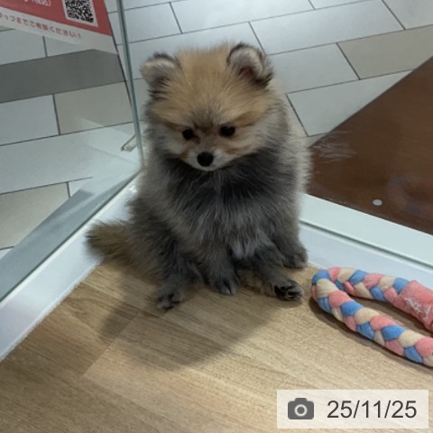 ポメラニアンの写真