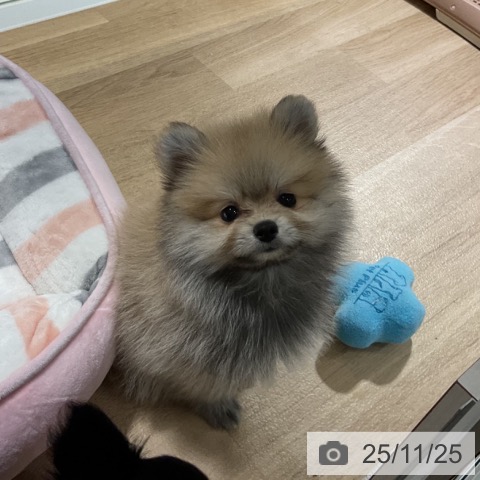 ポメラニアンの写真